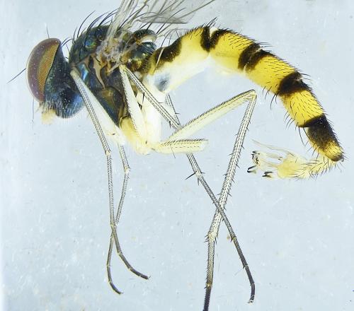 Réf. 303 571 : Sciapus euzonus